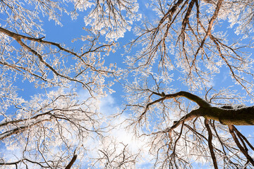 Wall Mural - Bottom view on a f winter snowy trees in the blue sky. Frosty branches with hoarfrost twigs in a sunny day. Landscape photography