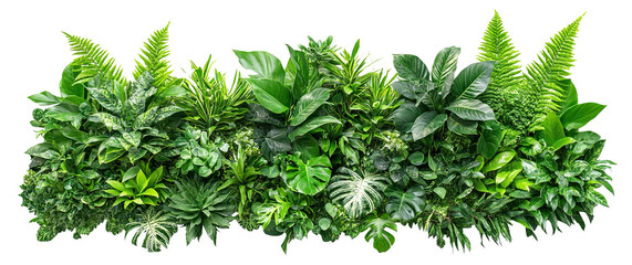 Wall Mural - Lush green tropical bush, isolated on a transparent cutout background