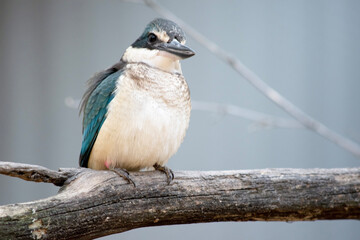 Wall Mural - The scared kingfisher is perched on a branch