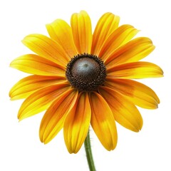 Wall Mural - Black Eyed Susan Flower Blooms Beautifully on a White Background in Standard Scale. Generative AI