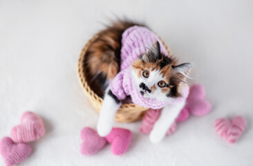 Sticker - Top view of cute fluffy kitten in pink soft sweater lying in wicker basket among love symbols and hearts