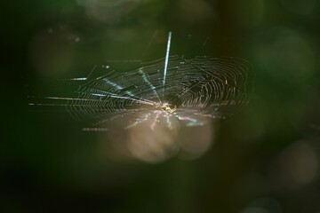 spider web with dew drops
