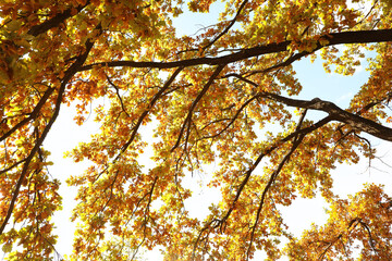 Wall Mural - Beautiful tree with colorful leaves growing outdoors, low angle view