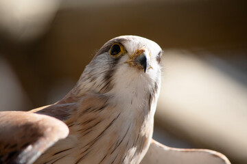 Wall Mural - this is a close up of a nankeen kestrel