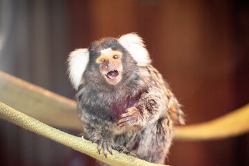 Wall Mural - this is a close up of a common marmoset monkey