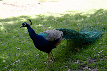 Wall Mural - the peacock is walking across the field