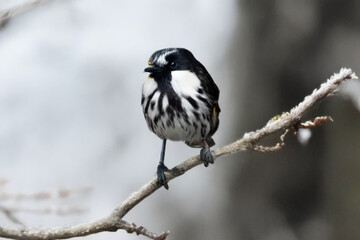 Wall Mural - the white cheeked honeyeater is perched on a branch