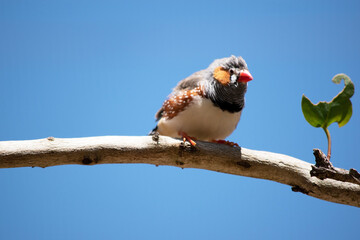 Wall Mural - the male zebra finch has a grey body with a white under belly with a black and white tail. It has orange cheeks and black stripe on its face