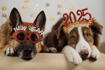 Pets celebrate New year and Christmas. German Shepherd wears red glasses with inscription - happy new year, and Australian Shepherd wears a headband with numbers 2025 on head while lie on sofa.