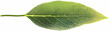 © studio - Detailed Green Leaf Illustration with Visible Veins and Stem
