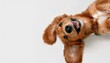 © Esta Webster - petit chien heureux et souriant sur le dos en ia