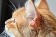 © app - Infection on Cat Ear with Wound and Fungal Lesions Requires Veterinary Care for Optimal Health and Hygiene