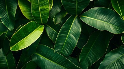 Wall Mural - lush, vibrant green foliage background texture of tropical leaves.