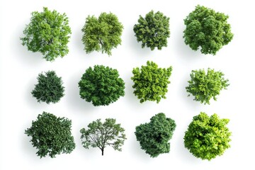 collection of twelve lush green trees isolated on white background viewed from above.