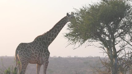 Wall Mural - a southern giraffe feeding on a tree at sunrise at balule nature reserve of kruger national park in south africa