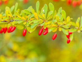 Wall Mural - Branches of a barberry Bush with ripe red barberry berries