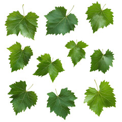 Wall Mural - set of green leaves