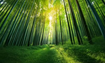 Wall Mural - A serene bamboo forest illuminated by sunlight, creating a tranquil and lush environment.