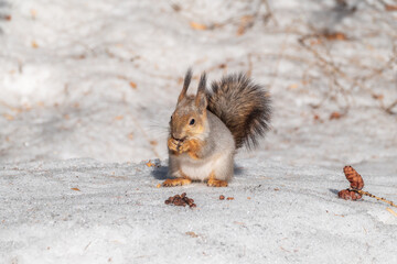 The squirrel in winter sits on white snow.