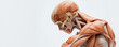 © Jiraporn - Detailed anatomical model showcasing human muscular structure and skeletal features.