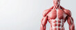 © Jiraporn - Detailed anatomical model showcasing human muscular structure for educational purposes.