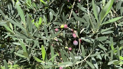 Wall Mural - Olive tree ripe fruits in grove.