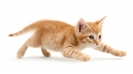 Wall Mural - adorable kitten picture for wallpaper