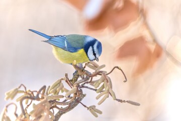 Wall Mural - A cute blue tit sits on a nice twig with catkins in winter. Cyanistes caeruleus. 