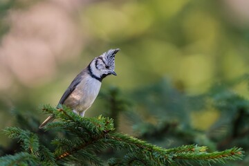 Canvas Print - A cute crested tit sits on a spruce twig. Lophophanes cristatus. A titmouse with crest in the nature habitat. 