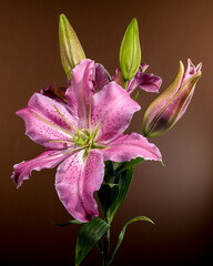 Wall Mural - Pink Oriental lily Josephine on a brown background