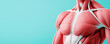 © Thamonchanok - Detailed anatomical model showcasing human muscular structure against a light background.