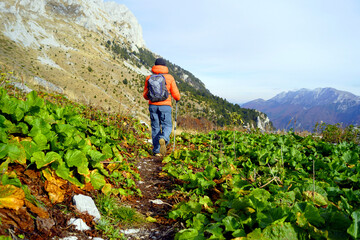 Wall Mural - A traveler with a backpack and hiking poles walks along a picturesque path in a mountain valley among broad-leaved plants. Completing a circular hiking route in the Komovi Nature Park in Montenegro