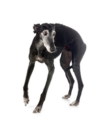 Canvas Print - Galgo Espanol in studio