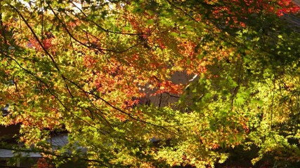 Wall Mural - Sunset, beautiful red-colored maple leaves, beautiful scenery of Japanese autumn.