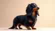 © Tameem - A long-haired dachshund standing on a surface with a calm expression.