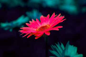 Wall Mural - Flower Series : Dark pink Gerbera flower in the garden