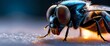 © RobinsonIcious - Macro shot of a houseflys feet gripping a smooth surface