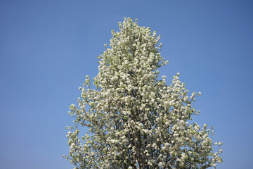 pyrus calleryana tree in bloom