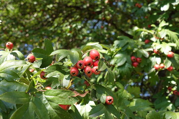 Wall Mural - Group of red berries in the leafage of common hawthorn in September