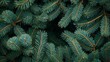 © พงศ์พล วันดี - Fresh Green Christmas Tree Branches Close Up