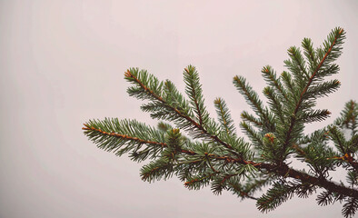 Poster - A tree branch with green leaves and a brown tip. The branch is leaning to the right