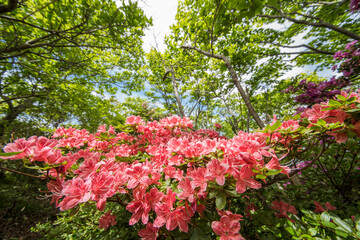 Poster - 大浪池周回路のツツジの花