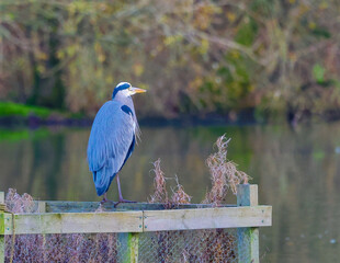 Wall Mural - grey heron perched on a breeding cage.