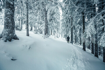 Wall Mural - A magical frosty day in a snowy forest through which a tourist travels. Carpathian mountains, Ukraine, Europe.