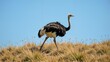© Vera Kokorina - Majestic Ostrich Stalking Across Savanna Landscape Under Clear Blue Sky
