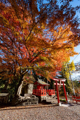 Wall Mural - 猿橋の紅葉