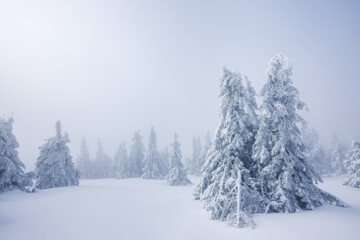 Wall Mural - Frozen trees in fog at winter mountain landscape. Mist and cold weather. Atmospheric mood in snowy nature