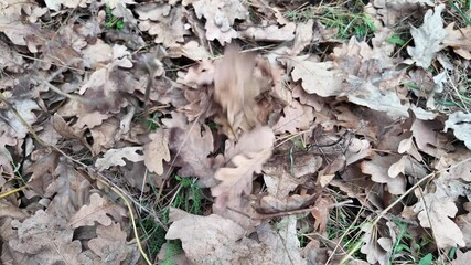 Wall Mural - yellow autumn leaves on branches slow motion. slow motion video leaves falling. autumn oak leaves.