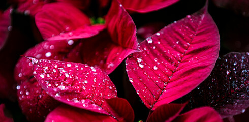 Sticker - Red poinsettia with dew drops on the leaves.