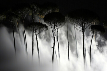 Wall Mural - Eerie silhouettes of trees shrouded in fog at night